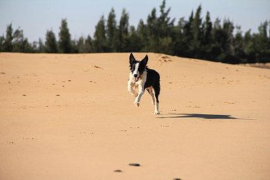 4v4 PvP+E模式启动 《战锤：末世鼠疫2 Versus》封测